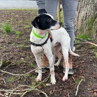 BELLE, chienne à adopter