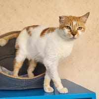 PEACHES, chatte à adopter