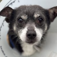 TANUKI, chien à adopter