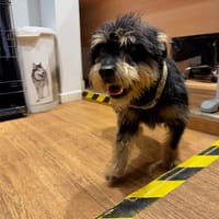 LOUPY, chien à adopter