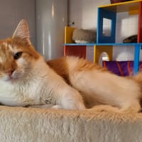 MANX, chat à adopter