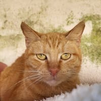 BLAIR, chatte à adopter