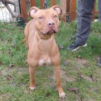 Adjenah paa24069, chienne à adopter