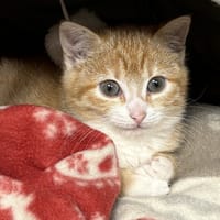 POTIRON, chatte à adopter