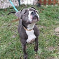 Tallya paa24070, chienne à adopter