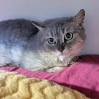 Stichat, chatte à adopter