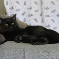 Bagheera, chat à adopter