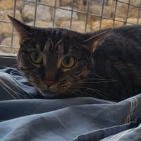 Velleda dit MIMINE, chatte à adopter