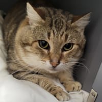 Mixou, chat à adopter