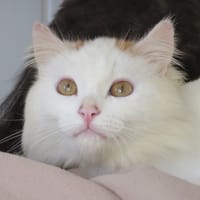 Aristide, chat à adopter