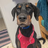 PIKE, chien à adopter