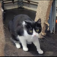 Nitou, chat à adopter