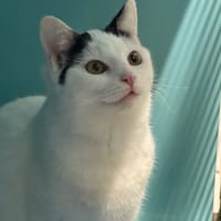 KIWI, chatte à adopter