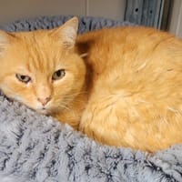 Rocks, chat à adopter