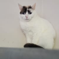 Mino, chatte à adopter