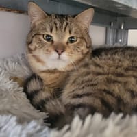 Montigros (réservé), chat à adopter