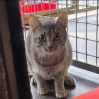 Audrey, chatte à adopter