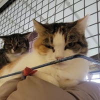 Booba, chatte à adopter