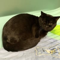 Kuro CAB4857, chat à adopter