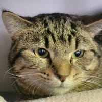 PETER, chat à adopter