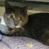 ALIZEE, chatte à adopter