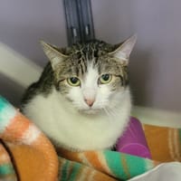 Valentina, chatte à adopter