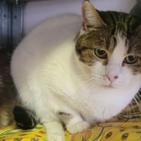 Bianca, chatte à adopter