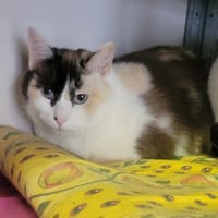 Linda, chatte à adopter