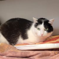 Tindou, chat à adopter