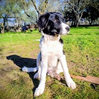 Esco, chien à adopter