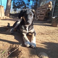 Millie, chienne à adopter