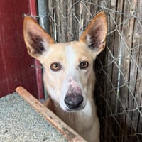 PANDORA (Los Reyes), chienne à adopter