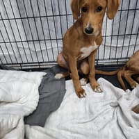 JULIETTE chiot croisée royal bourbon, chienne à adopter