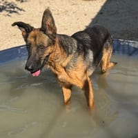 LUCI, chienne à adopter