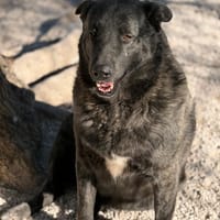 JUDITH, chienne à adopter