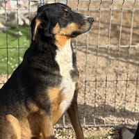 MILA, chienne à adopter