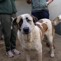 MONCHO, chien à adopter