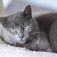 DOLORES, chatte à adopter