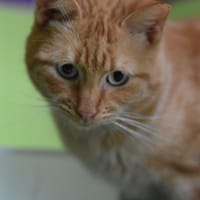 FABRIZZIO, chat à adopter
