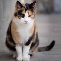 MOIRA, chatte à adopter