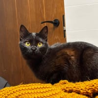 BELLA, chatte à adopter