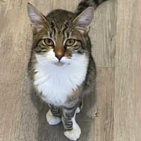 Alvin, chat à adopter