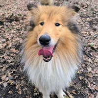 TURBO, chienne à adopter