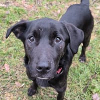 WHISKY, chien à adopter