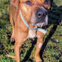 CARAMEL, chien à adopter