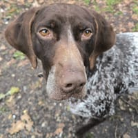 ZORBA, chienne à adopter