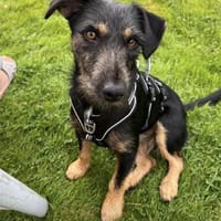 Caja, Hündin zur Adoption