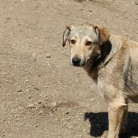 Sandy sucht ein Zuhause, Hündin zur Adoption