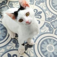Junger, fröhlicher Kater Lisboa, Kater zur Adoption