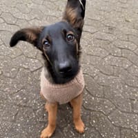 Landina sucht liebevolle Familie...., Hündin zur Adoption